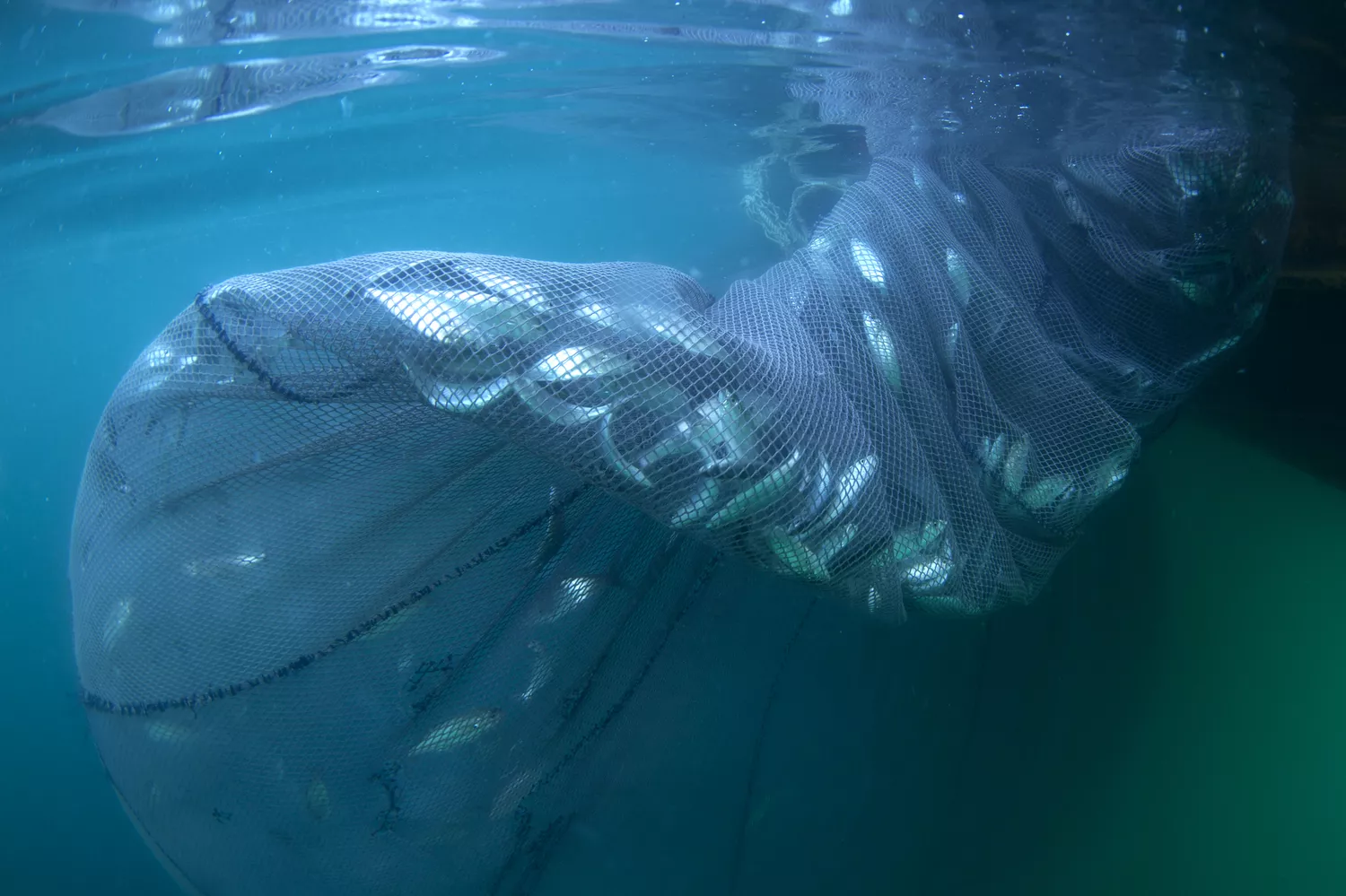 Десятки рыб, пойманных в массивную подводную рыболовную сеть