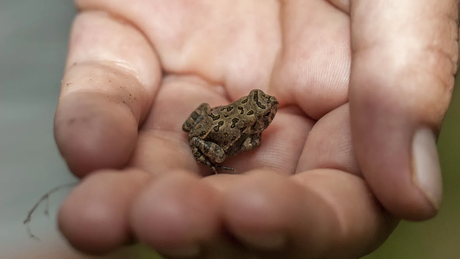 Крошечная жаба Фаулера (Anaxyrus fowleri) сфотографирована в Теннесси