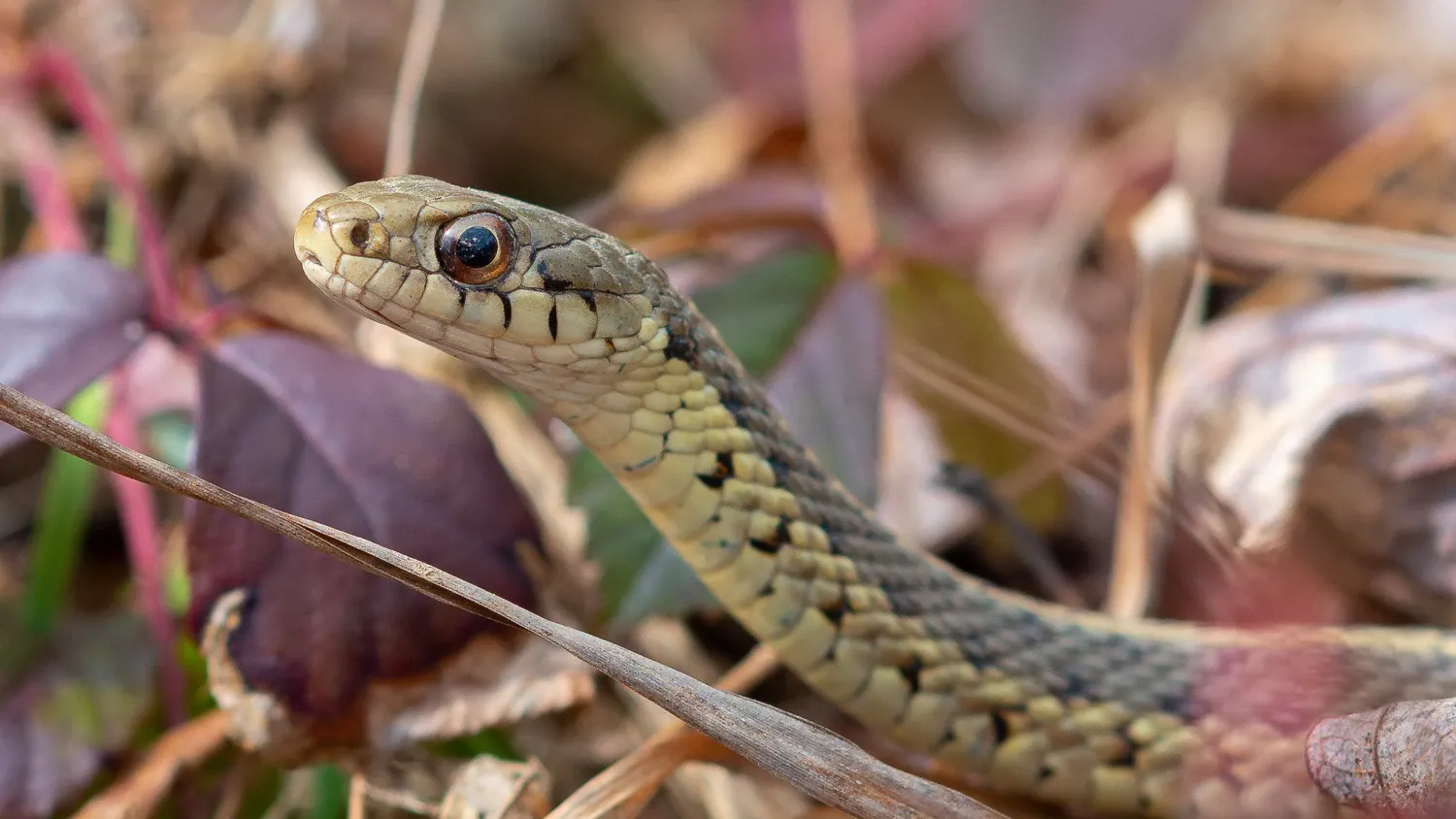 Подвязочная змея (Thamnophis sirtalis)