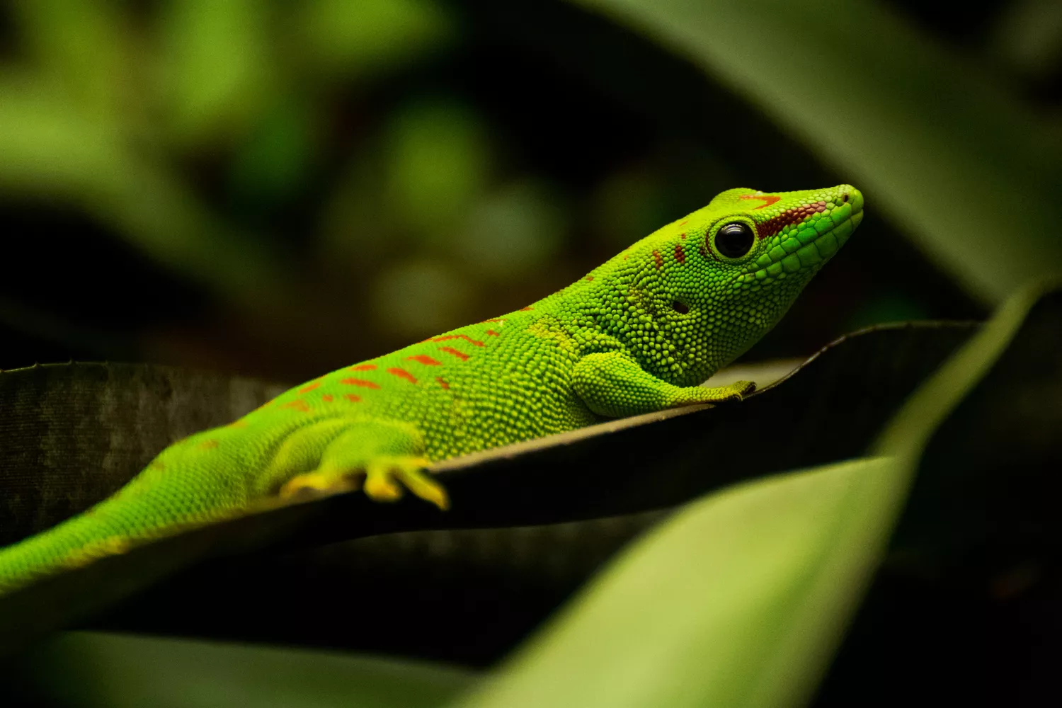 Зеленый геккон с оранжевыми пятнами на листе