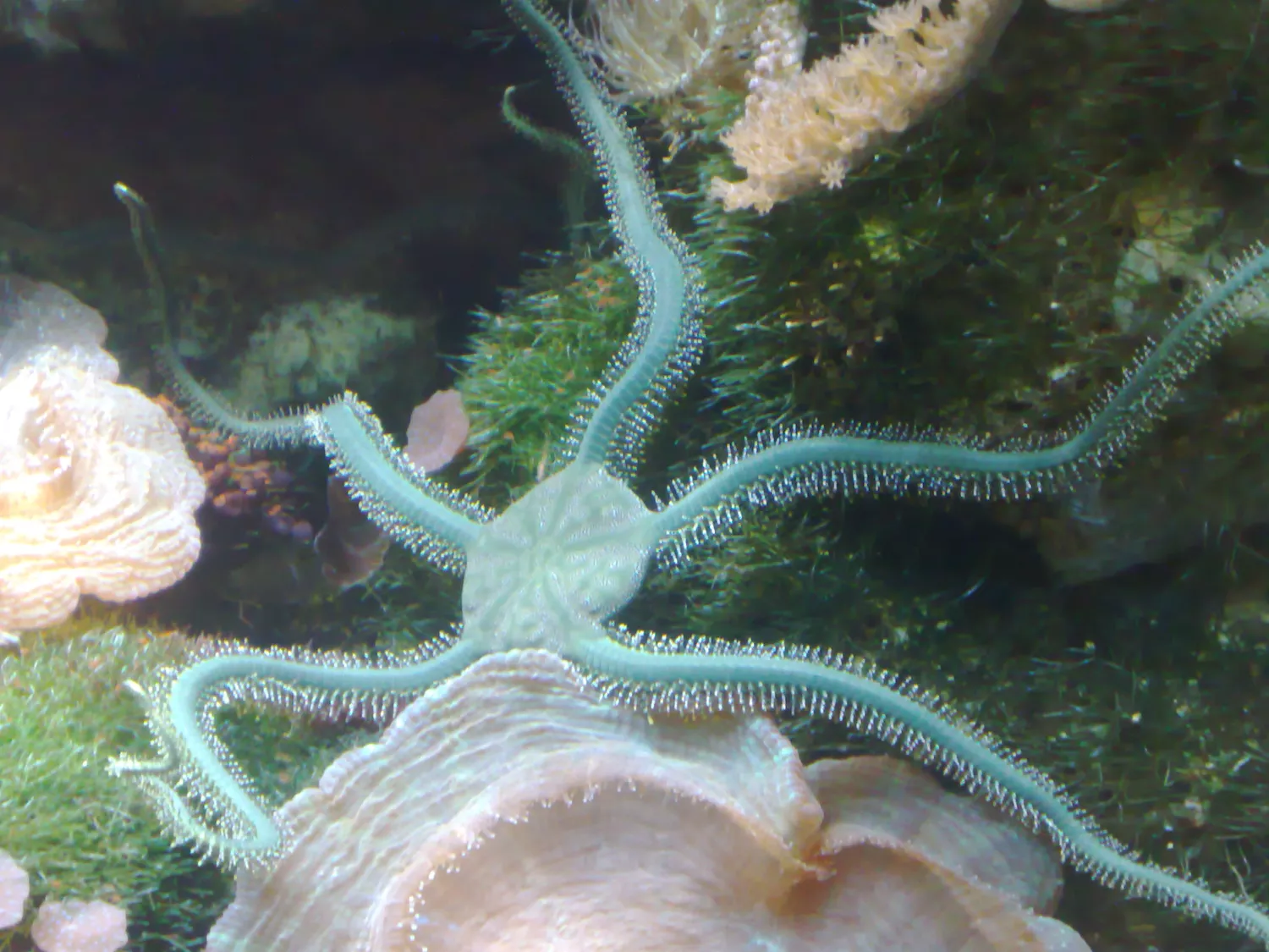 Бледно-зеленый офиур с пятью руками, распростертыми среди кораллов