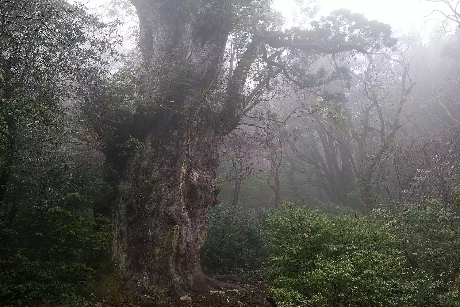 Туманный вид на дерево Дзёмон Суги в Якусиме, Япония