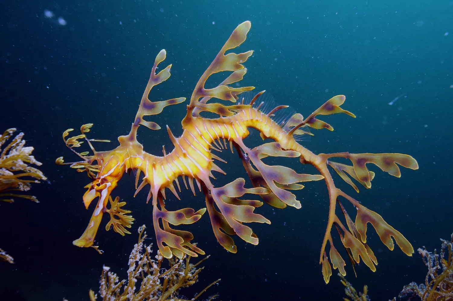 Желто-коричневый морской конёк-тряпичник, плавающий вокруг морских водорослей