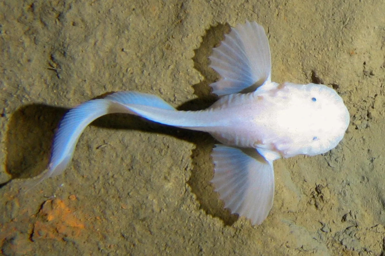 Полупрозрачная розовато-белая рыба Pseudoliparis swirei на дне океана