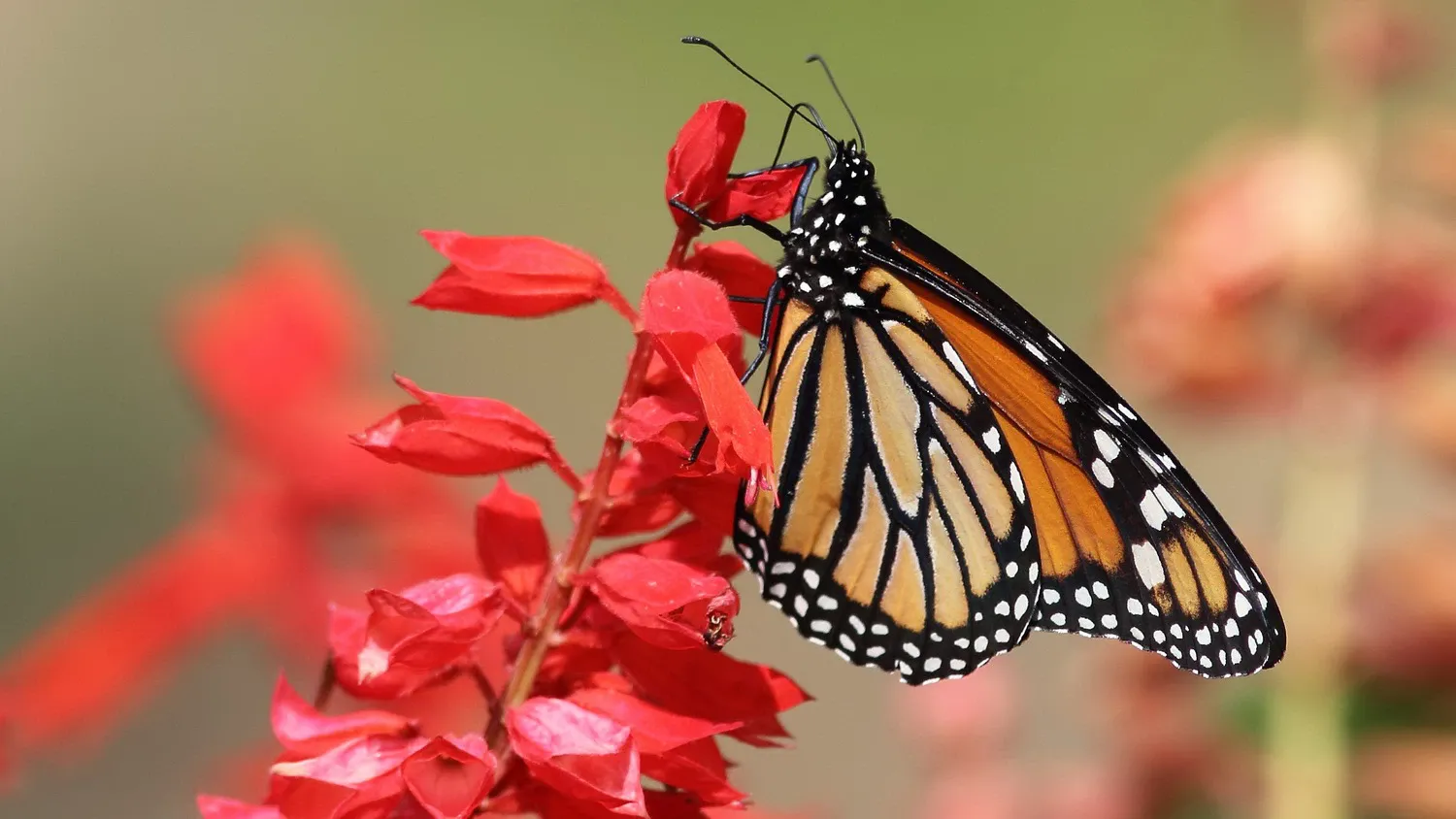 Бабочка-монарх (Danaus plexippus) на красном цветке