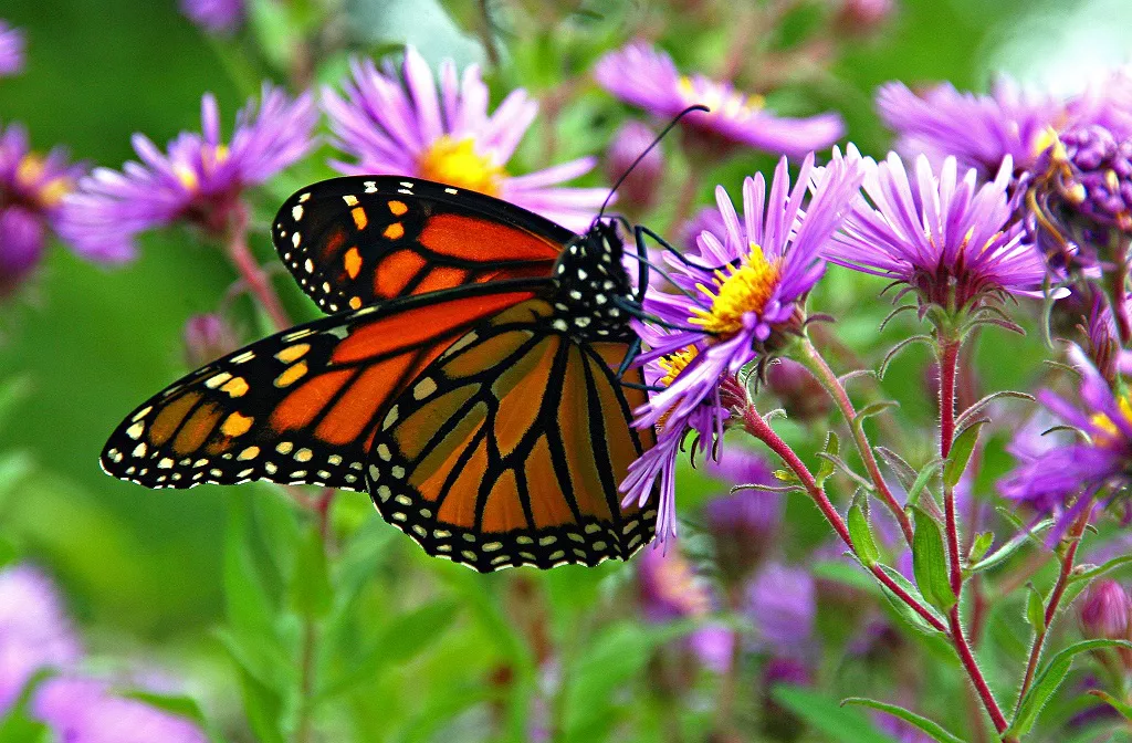 Оранжево-черная бабочка-монарх на букете фиолетовых цветов