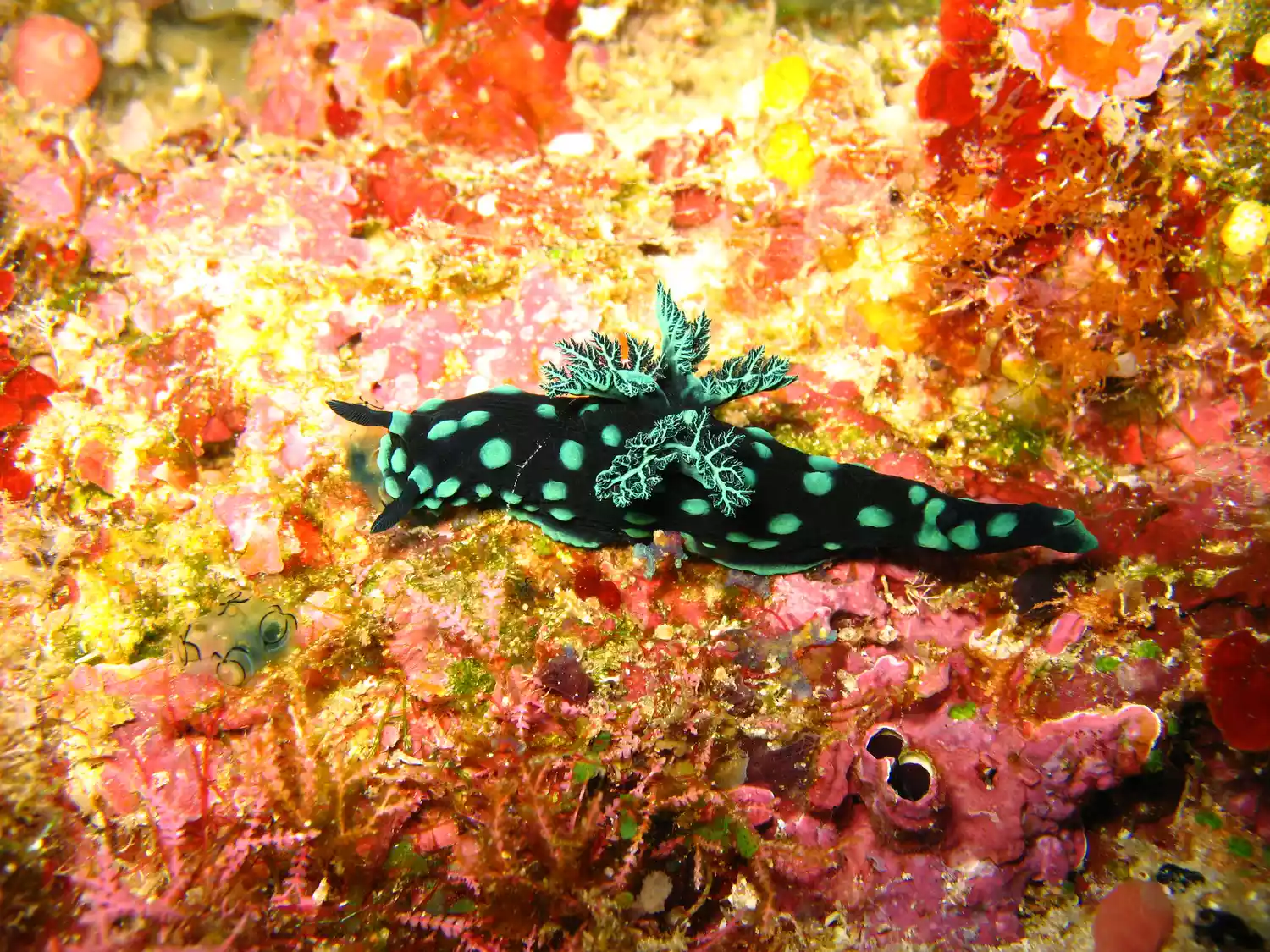 Черно-зеленый пятнистый морской слизняк на желто-зеленом коралле