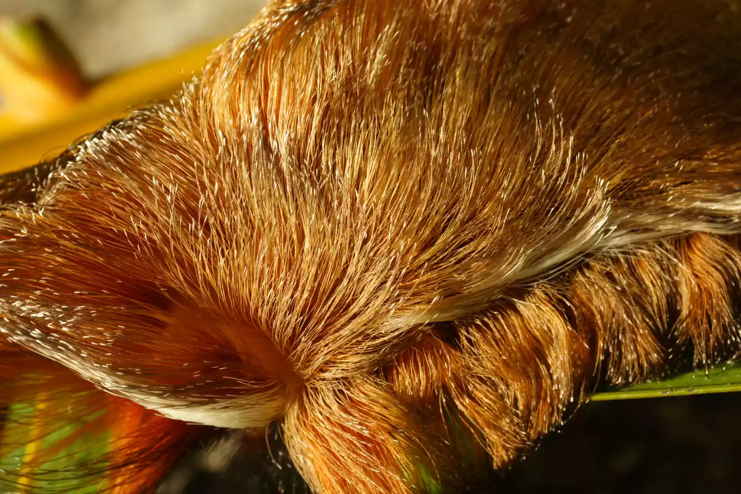 Гусеница фланелевой моли Megalopyge opercularis