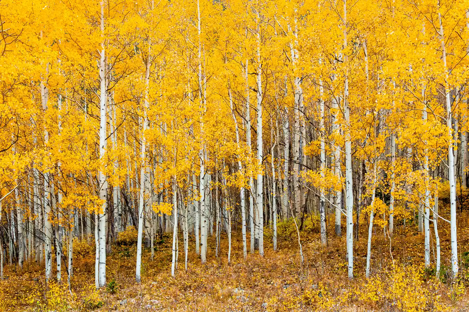 Ярко-желтая роща тополей осинообразных осенью