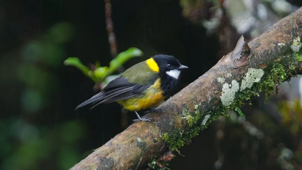 Птица с черными, желтыми и белыми перьями