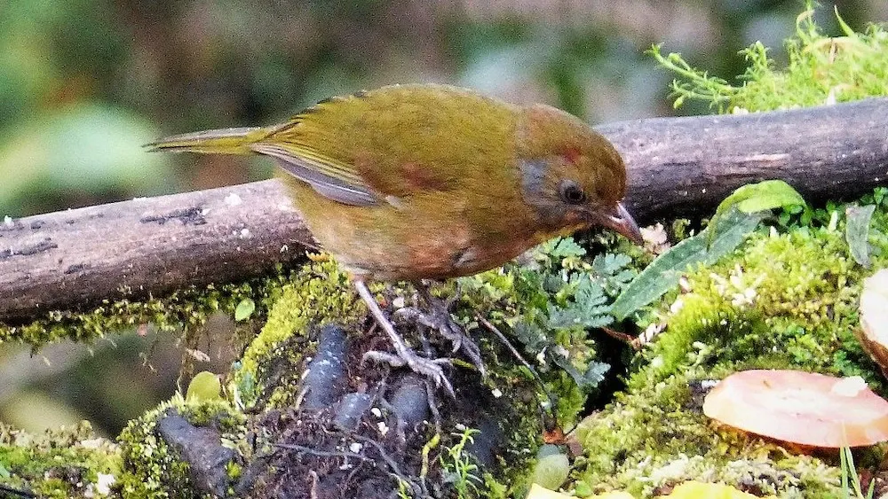Птица оливкового цвета стоит на мху