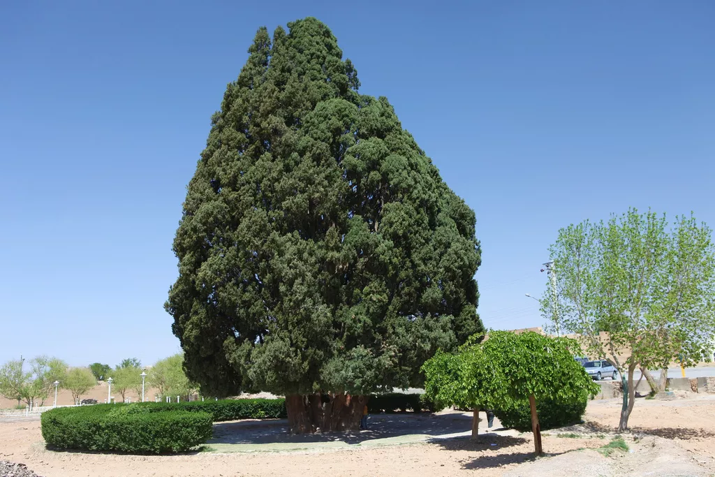 Сарв-э Абарку, кипарисовое дерево возрастом более 4000 лет