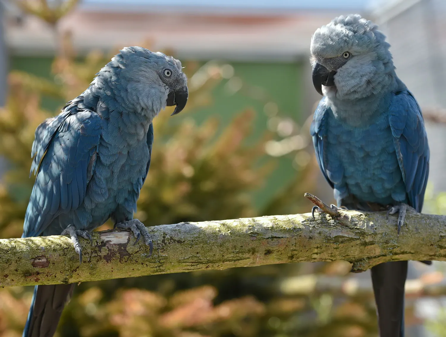 Два маленьких синих попугая сидят на ветке