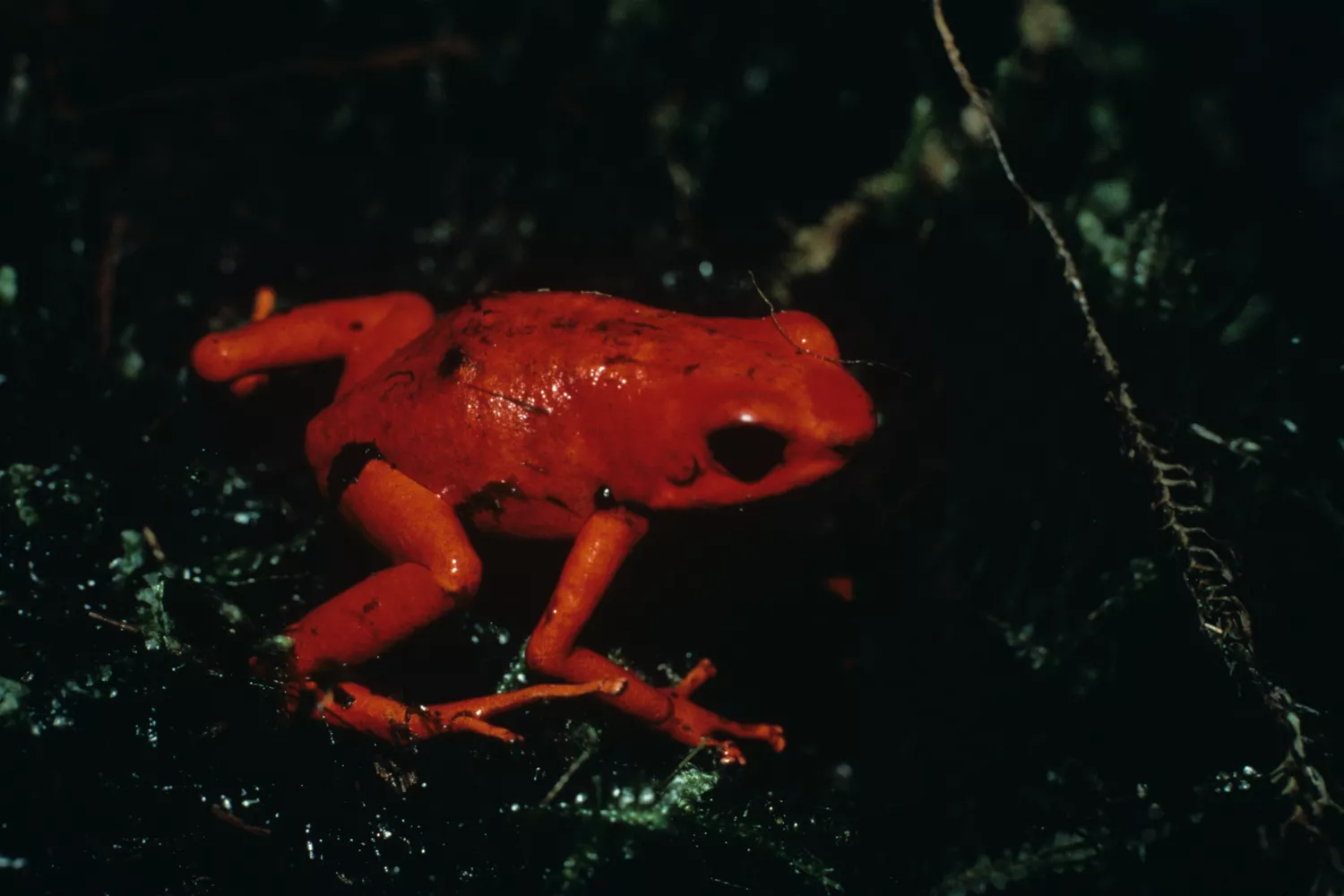 Ярко-красная ядовитая лягушка на темно-зеленом фоне