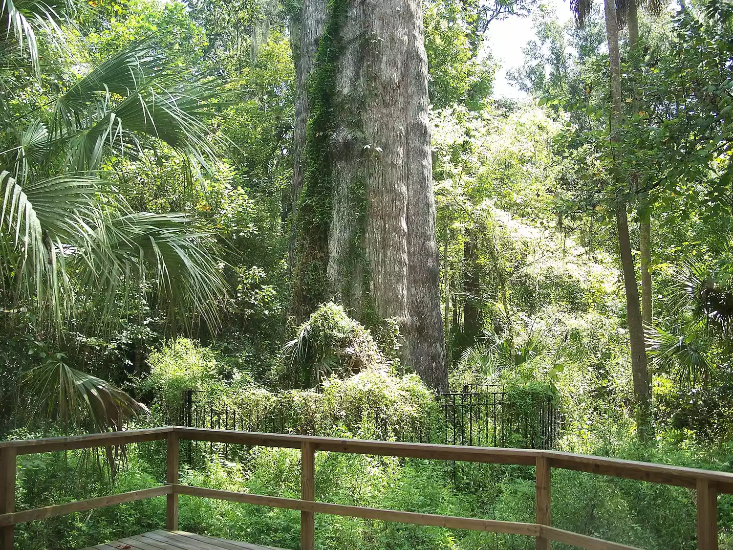 Вид со смотровой площадки рядом со стволом дерева Сенатор