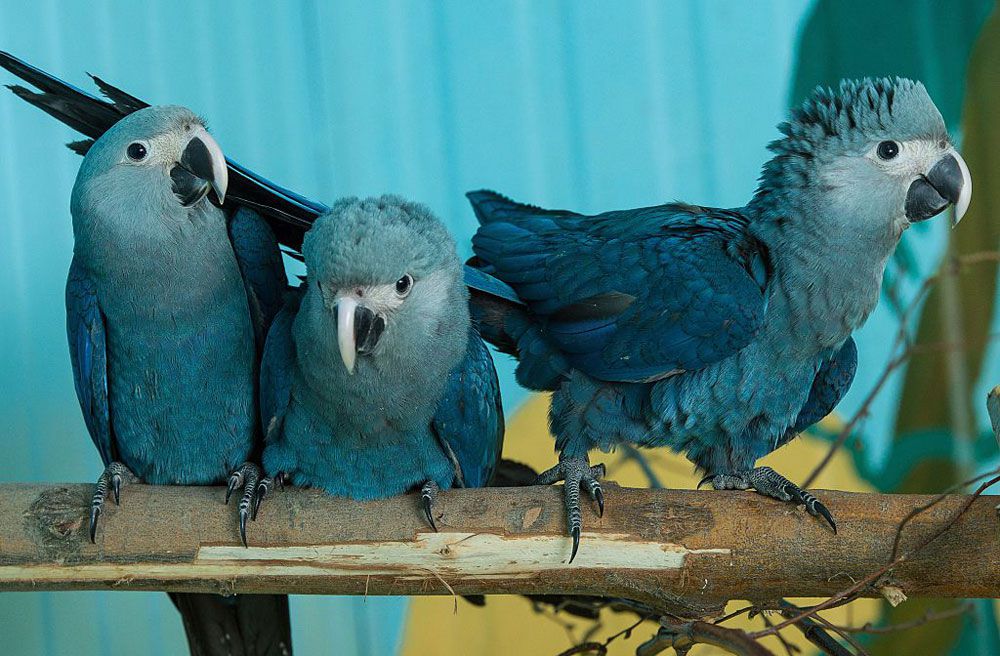 Три голубых ара на ветке в неволе
