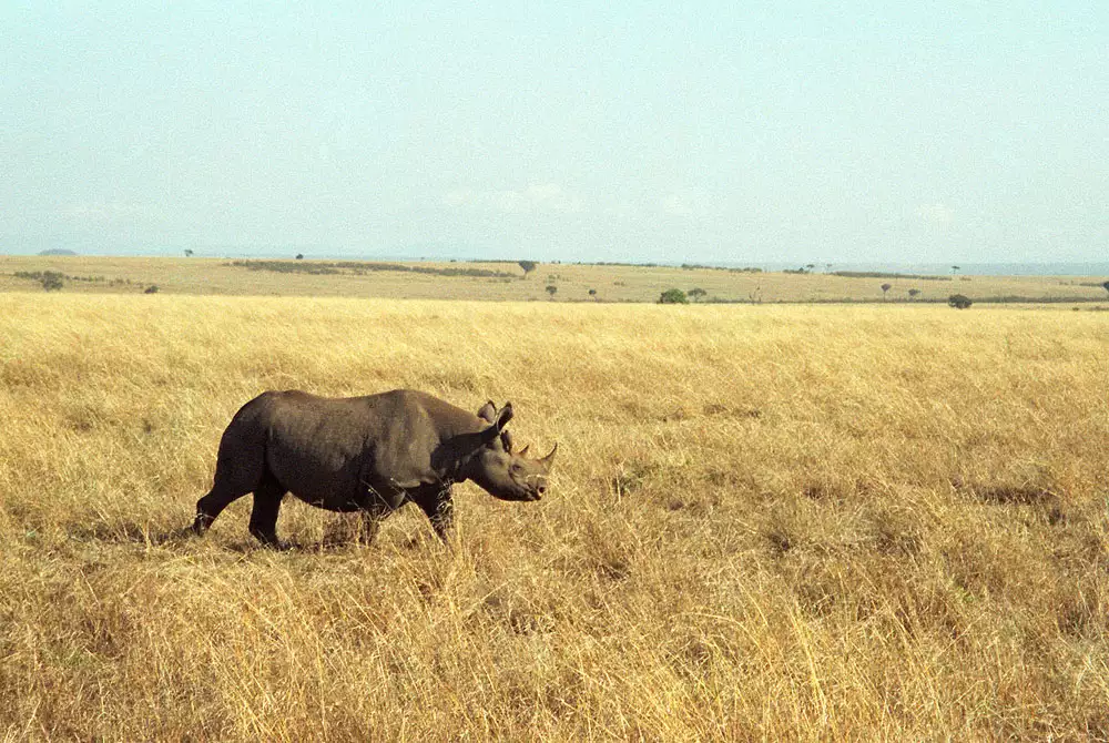 Большой черный носорог идет по саванне в Африке