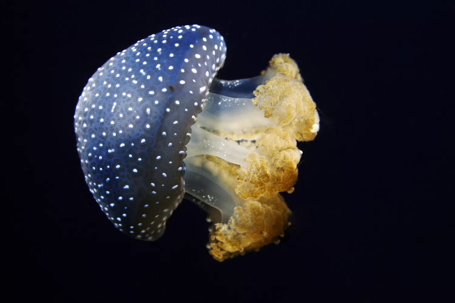 Белопятнистая медуза плавает боком в черной воде
