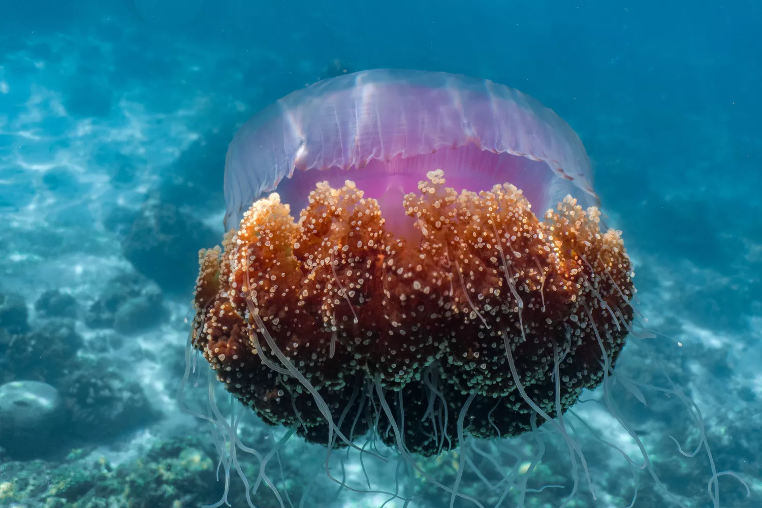 Подводная часть медузы цветная капуста, плавающая у поверхности