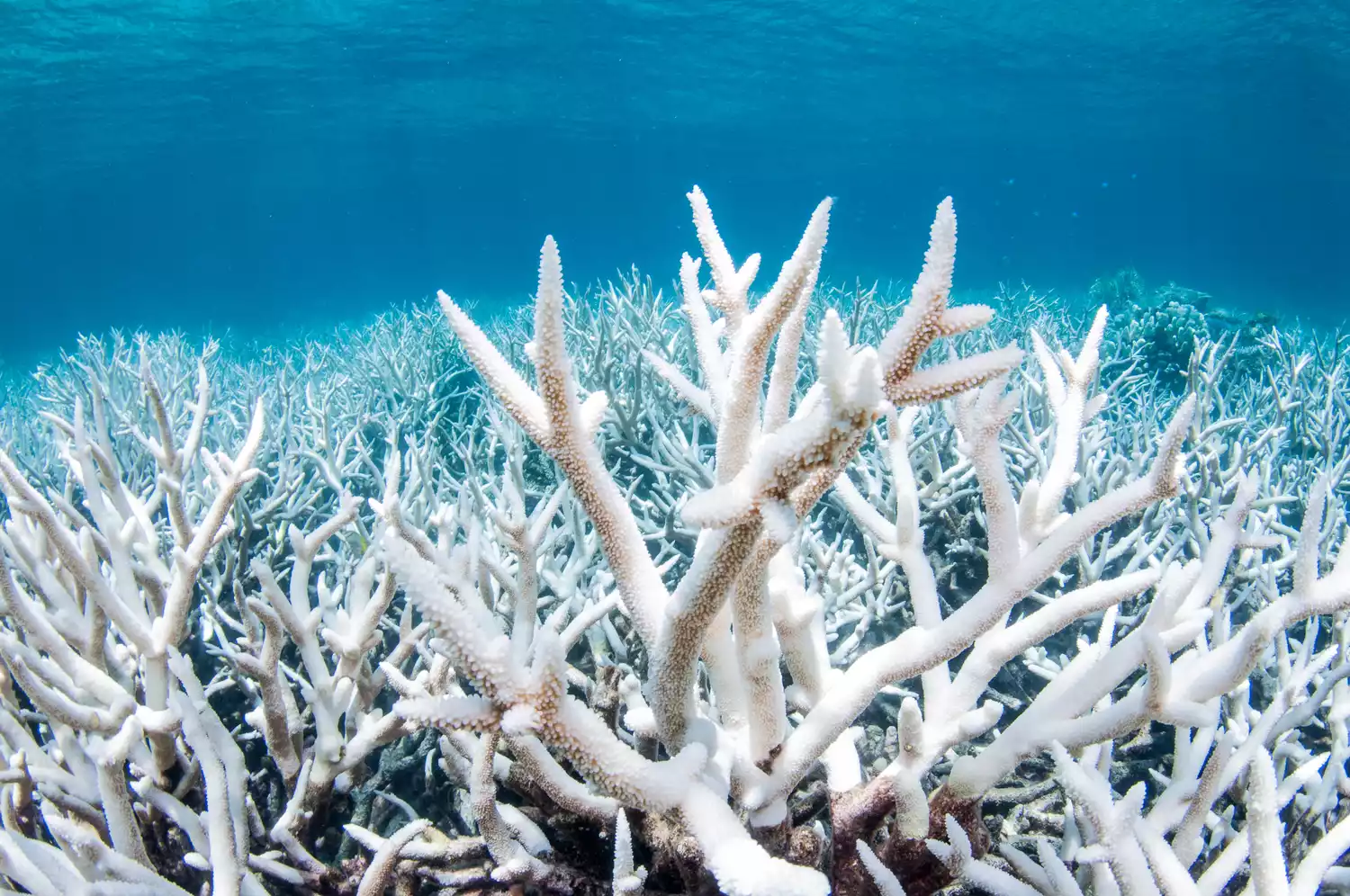 Крупный план обесцвеченного кораллового рифа