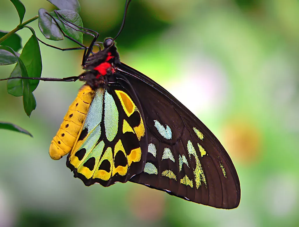 Бабочка Ornithoptera euphorion на зеленом растении