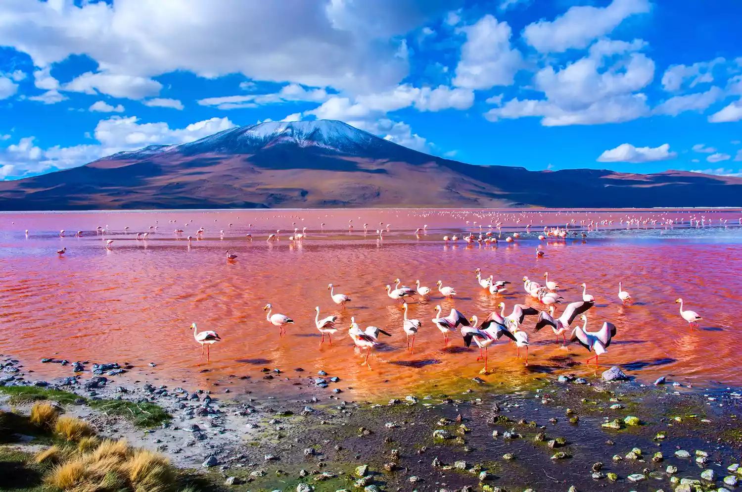 Фламинго гуляют по Лагуне-Колорада в Потоси, Боливия