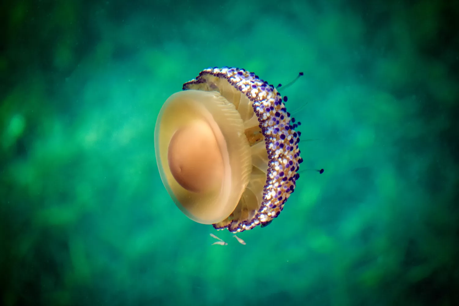 Характерная желтая окраска медузы-глазуньи