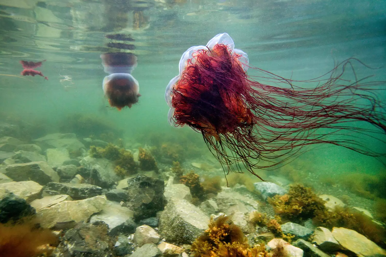 Медуза волосистая цианея плавает вдоль скалистой поверхности