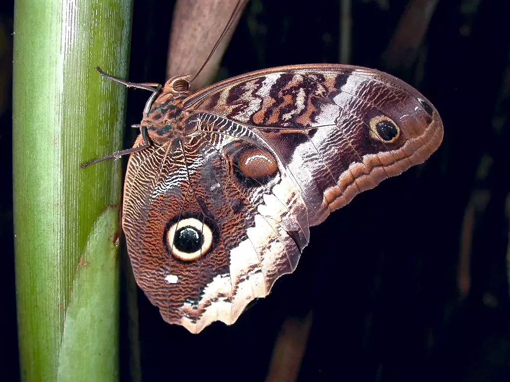 Бабочка калиго с характерными отметинами, похожими на совиные глаза