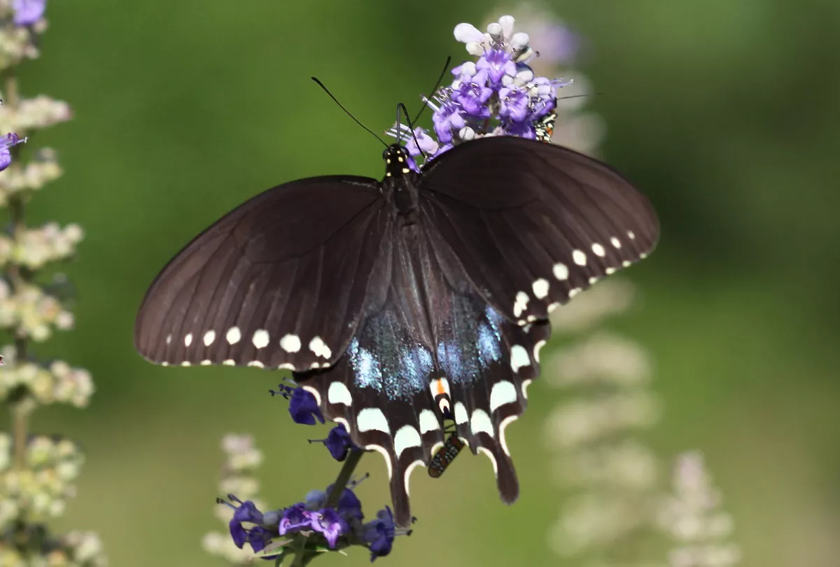 Пятнистая бабочка Парусник троил на пурпурном цветущем растении