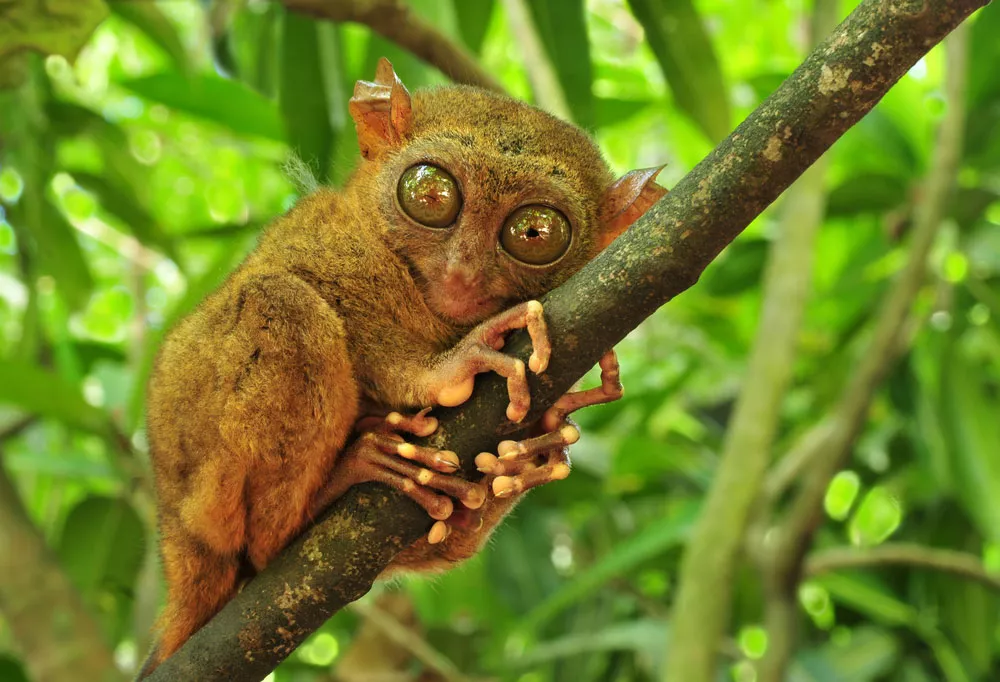 Маленькое коричневое животное с большими круглыми глазами, держащееся за дерево