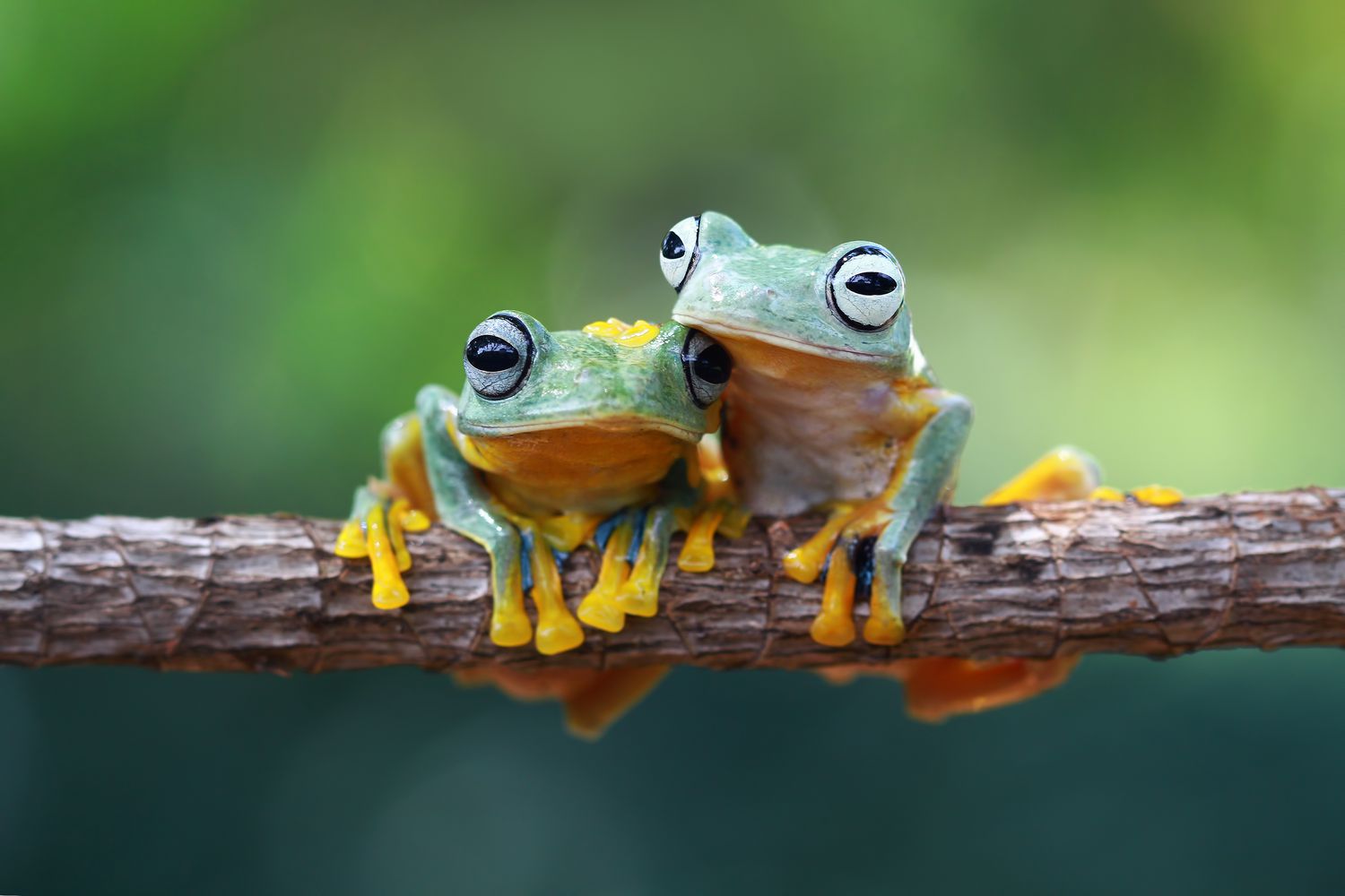 Две яванские древесные лягушки сидят на ветке, Индонезия