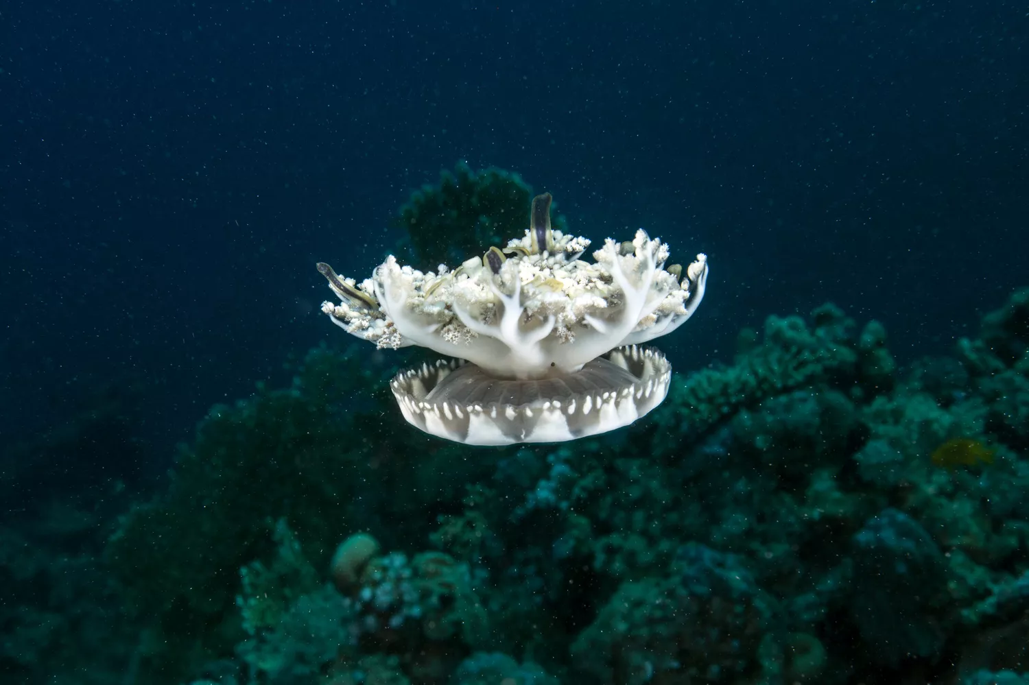 Перевернутая медуза плавает щупальцами вверх