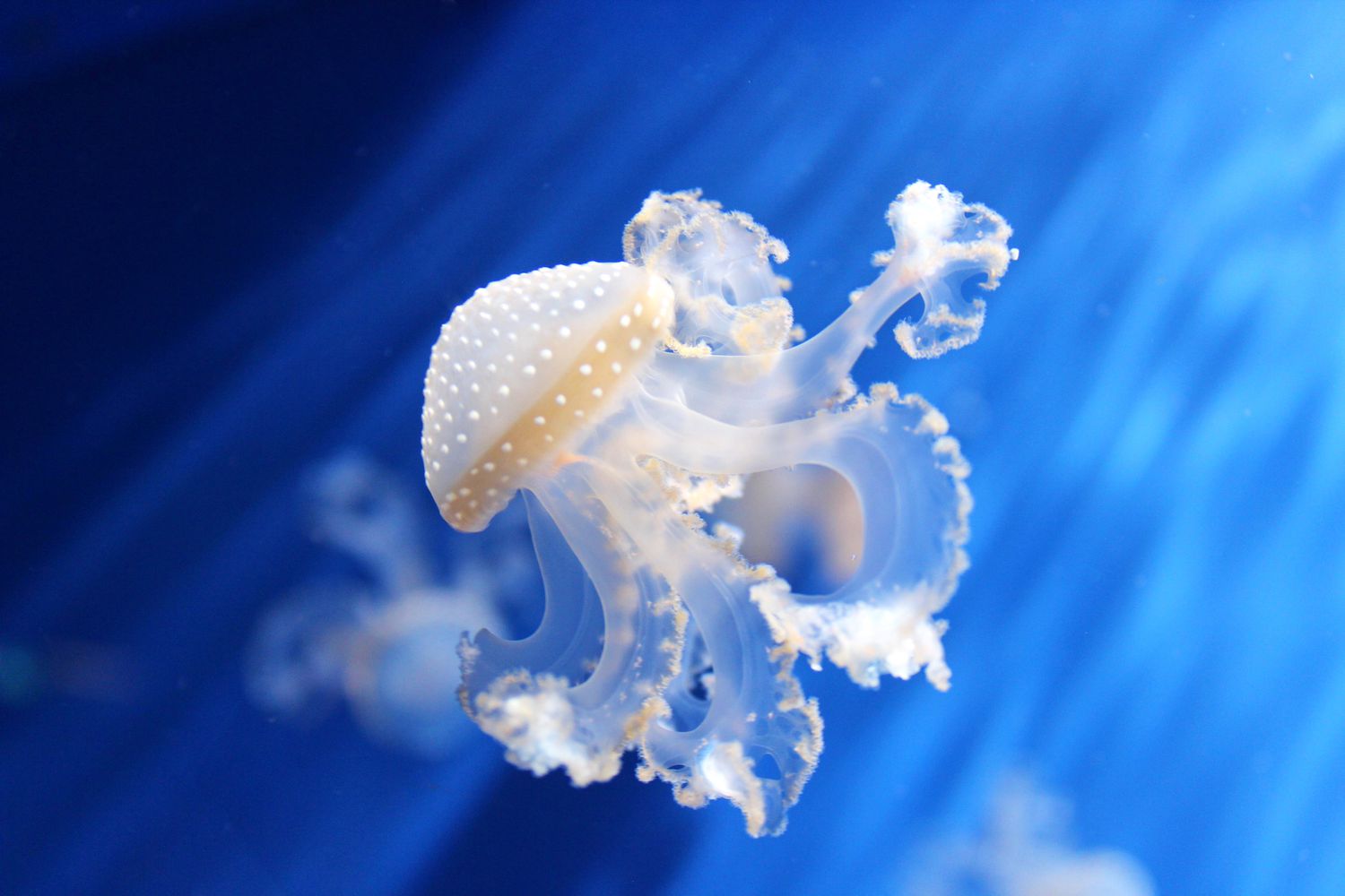 10 Необыкновенных видов медуз