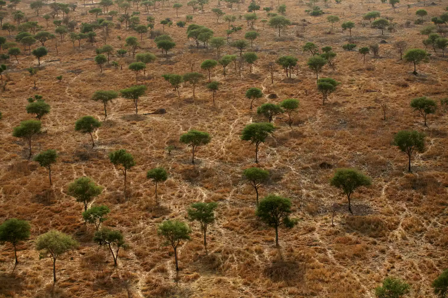 Вид с воздуха на пораженный засухой пустынный ландшафт в центральной Африке