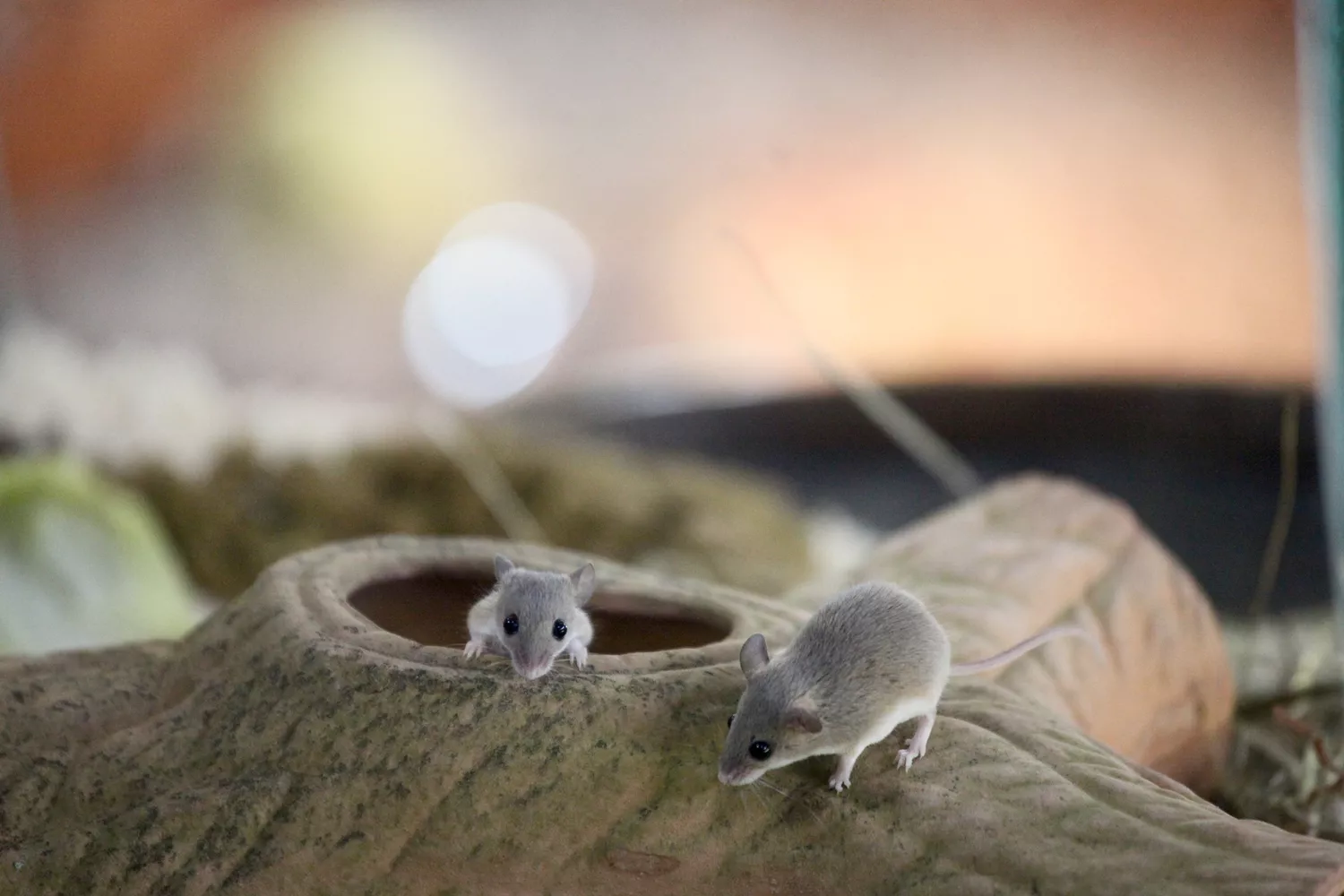 Две африканские карликовые мыши играют на искусственном дереве в вольере