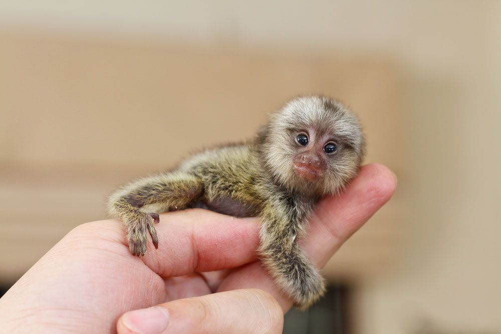 Очень маленькая обезьянка сжимает человеческие пальцы