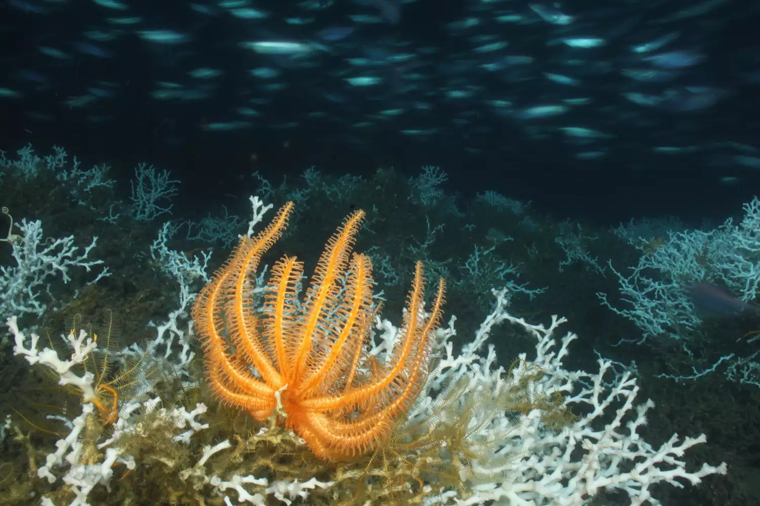 Оранжевая морская звезда бризингида на коралловом рифе