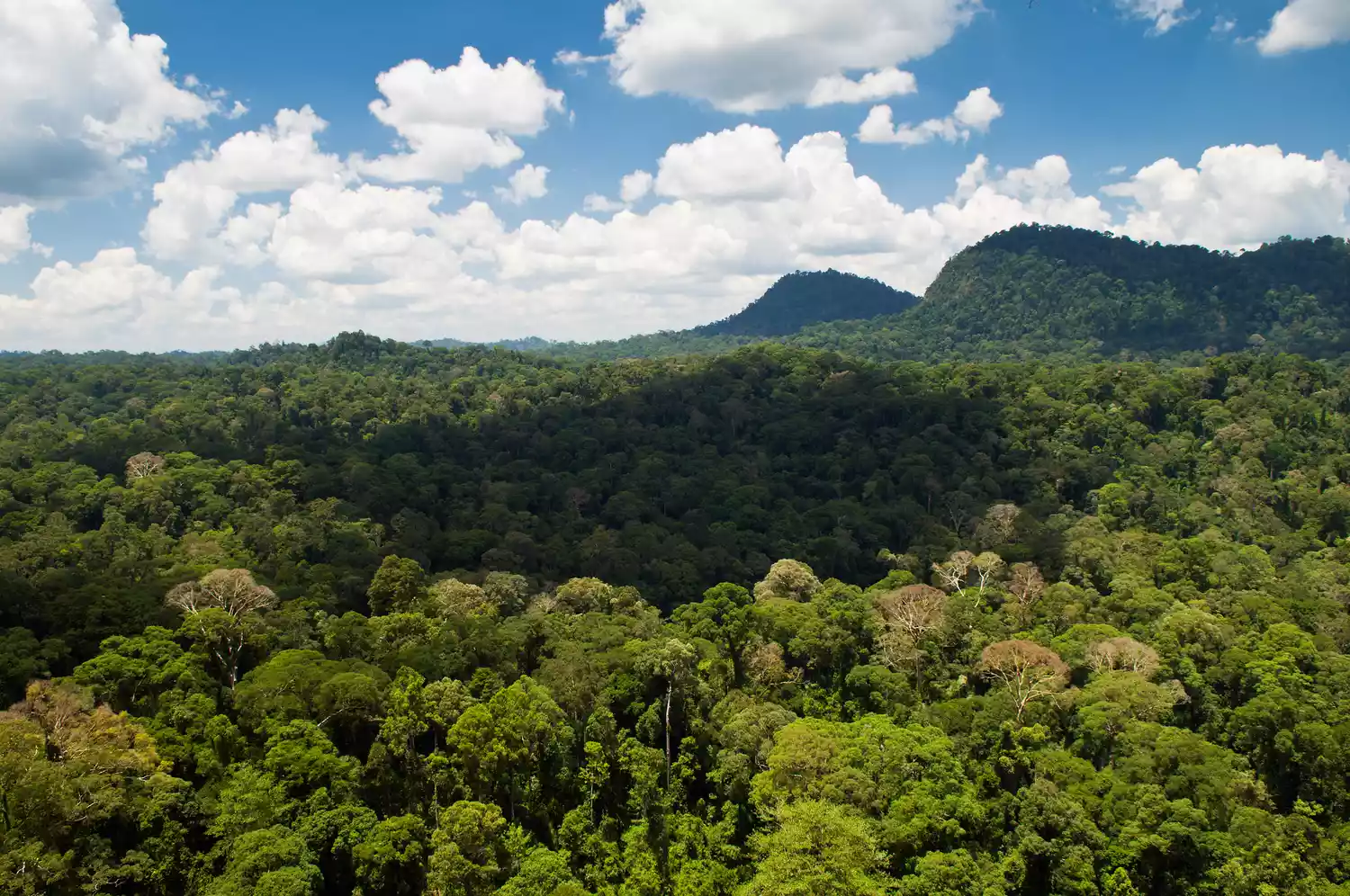 Вид с воздуха на лес в долине Данум, Борнео