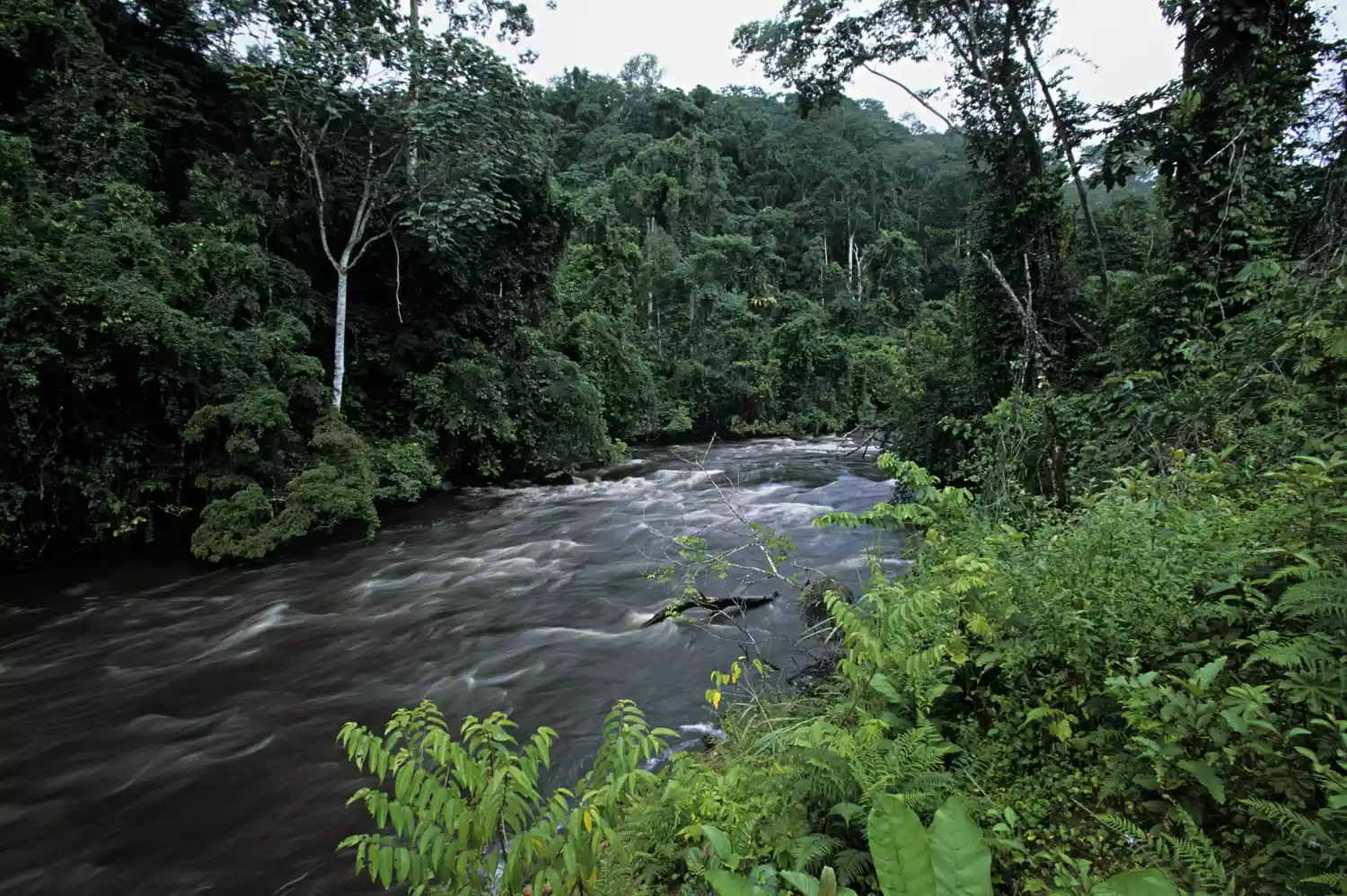 Тропический дождевой лес вокруг реки в Габоне, Африка