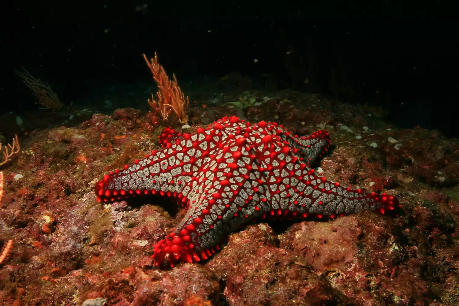 Панамская звезда-подушка на коралле
