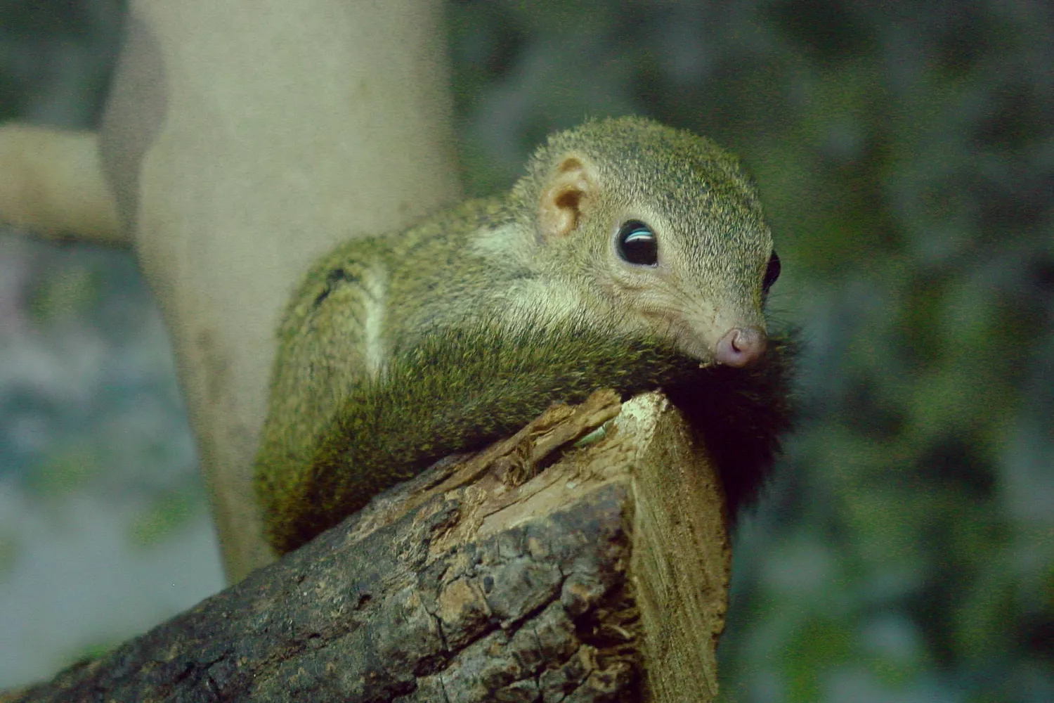 Маленькая коричнево-серая перохвостая тупайя сидит на ветке дерева