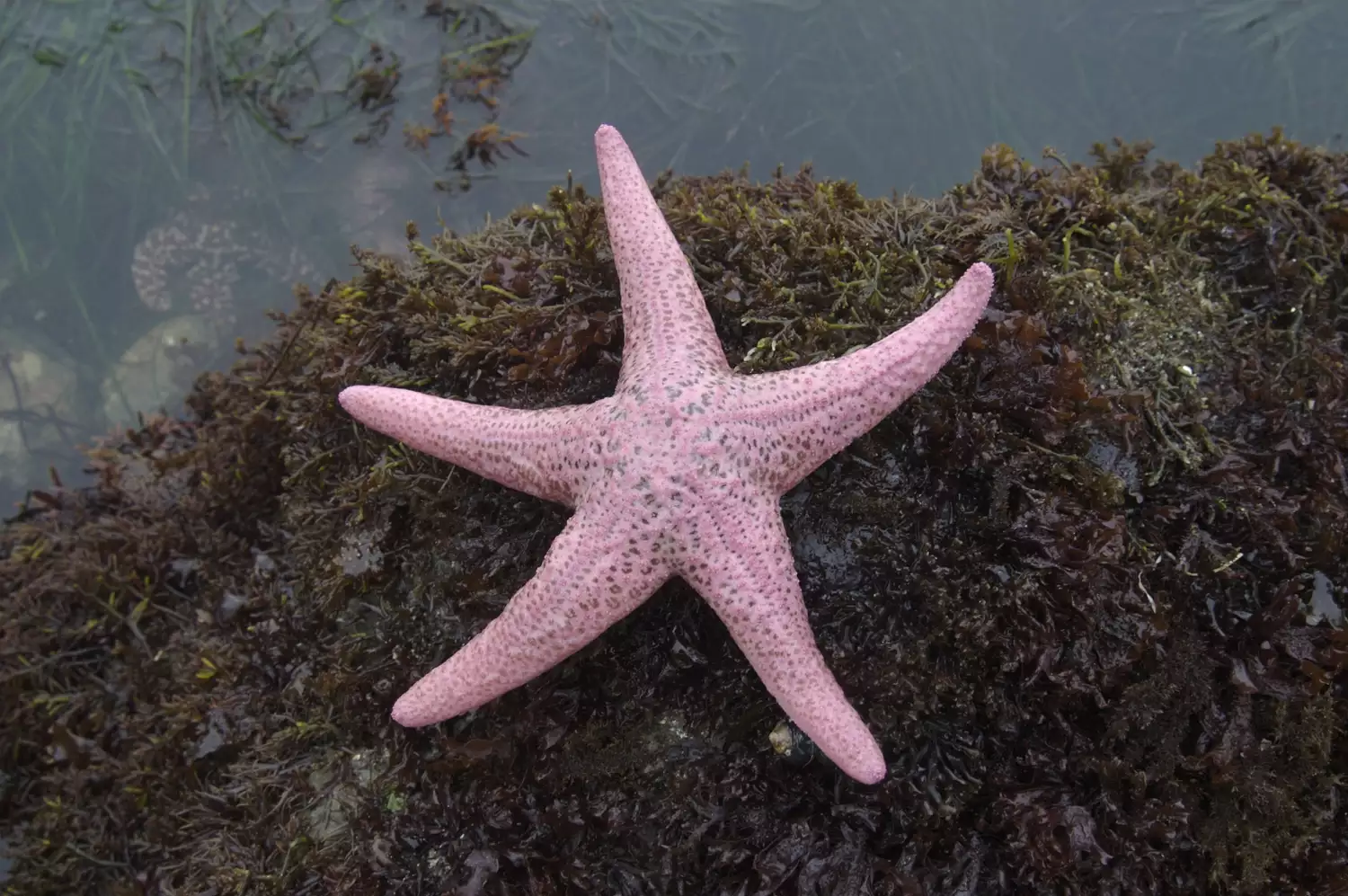 Розовая морская звезда на дне ламинарии