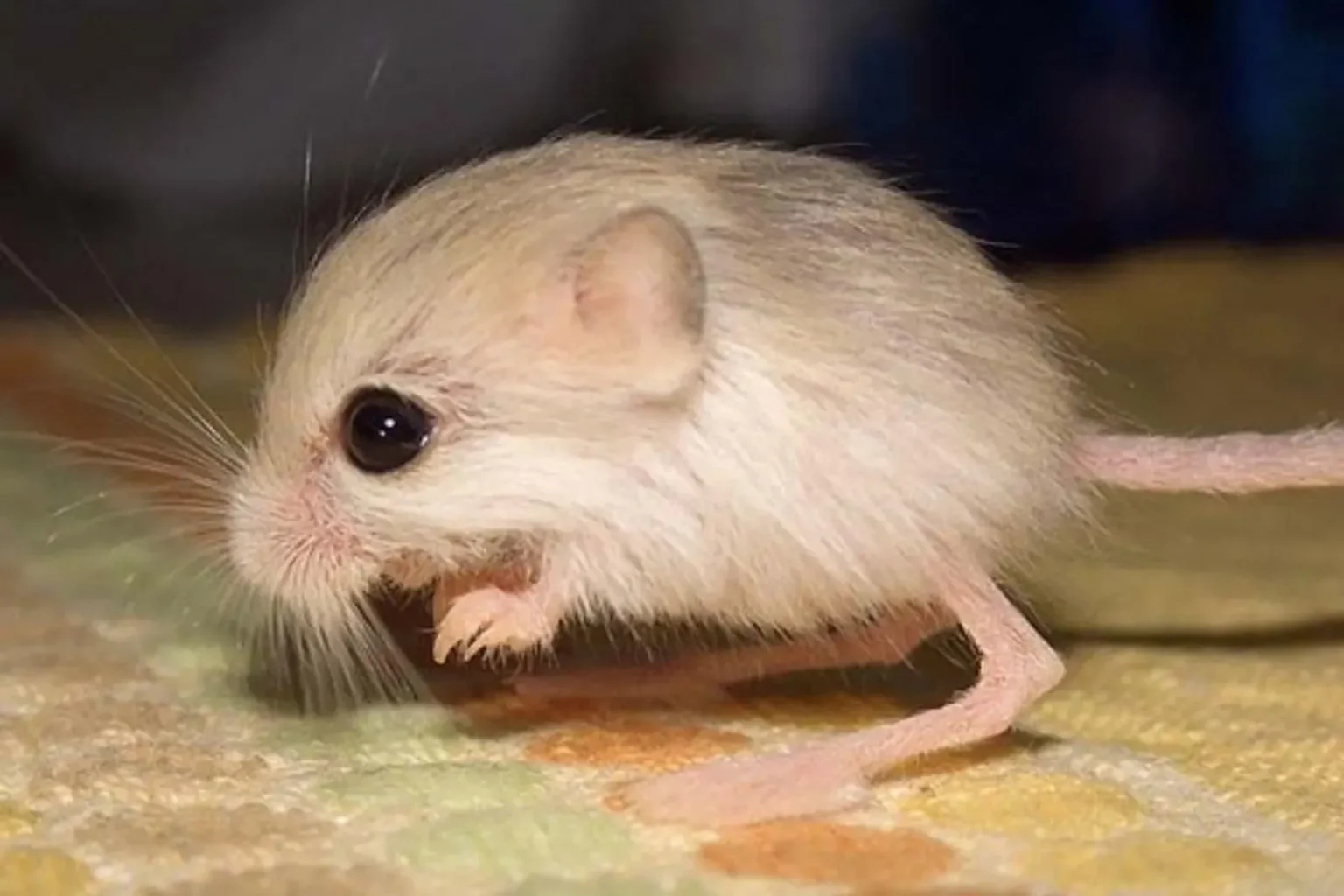 Животные похожие на мышь