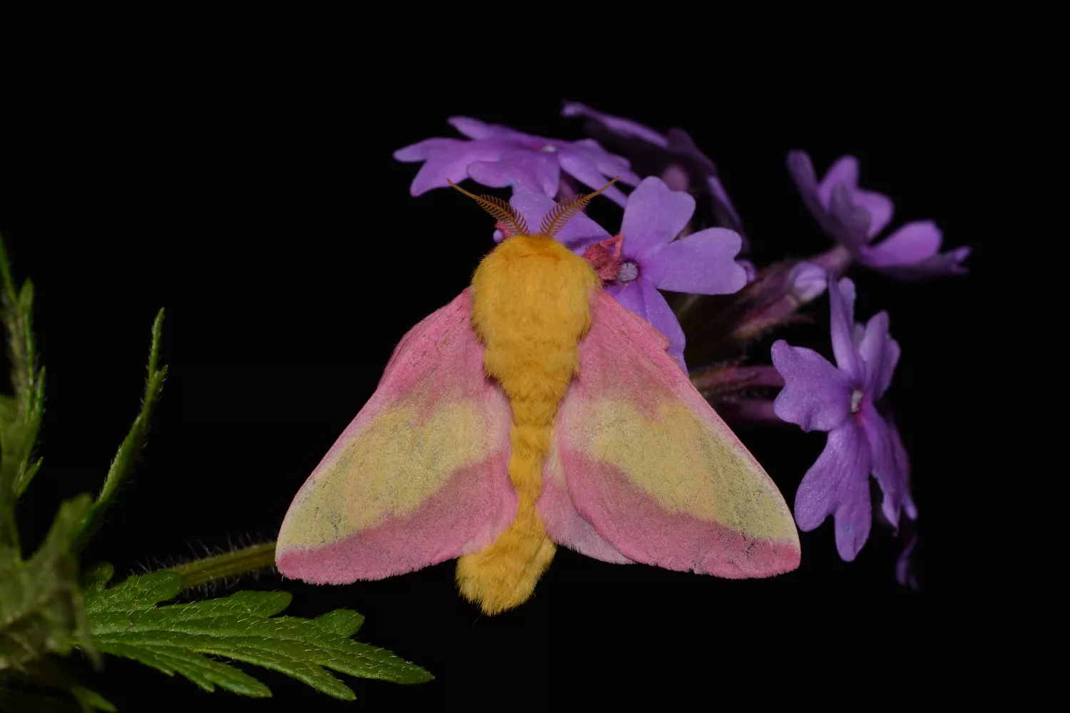 Розовый кленовый мотылек на пурпурных цветах