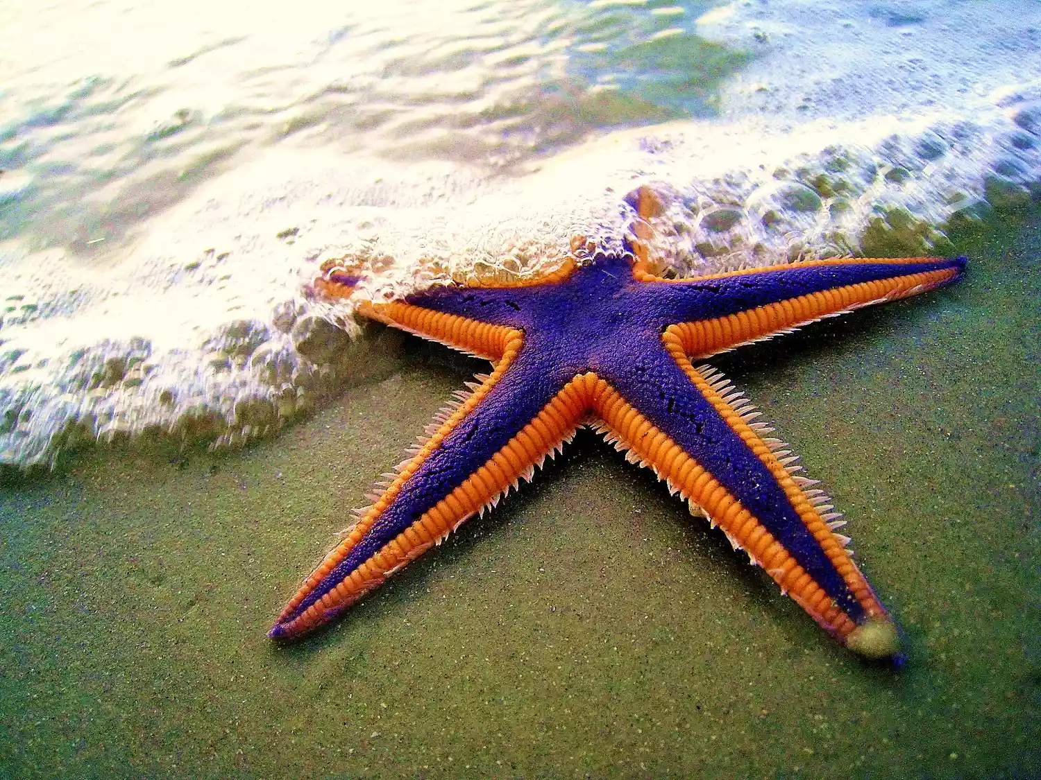 Пурпурно-оранжевая морская звезда на пляже