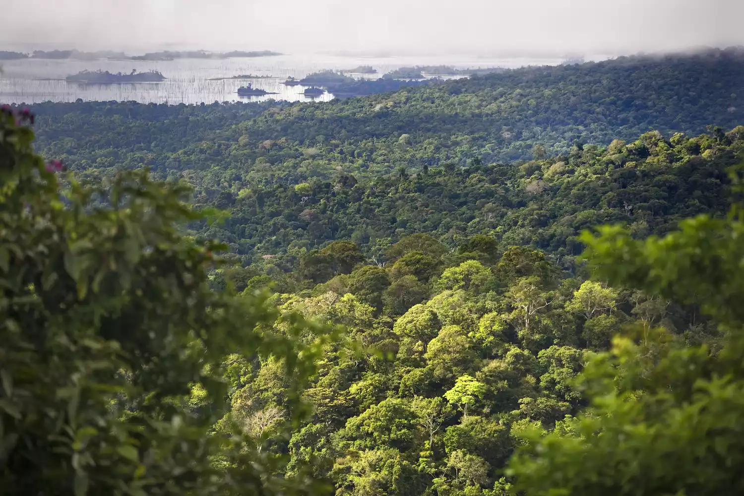 Вид с воздуха на тропический лес и озеро в Суринаме