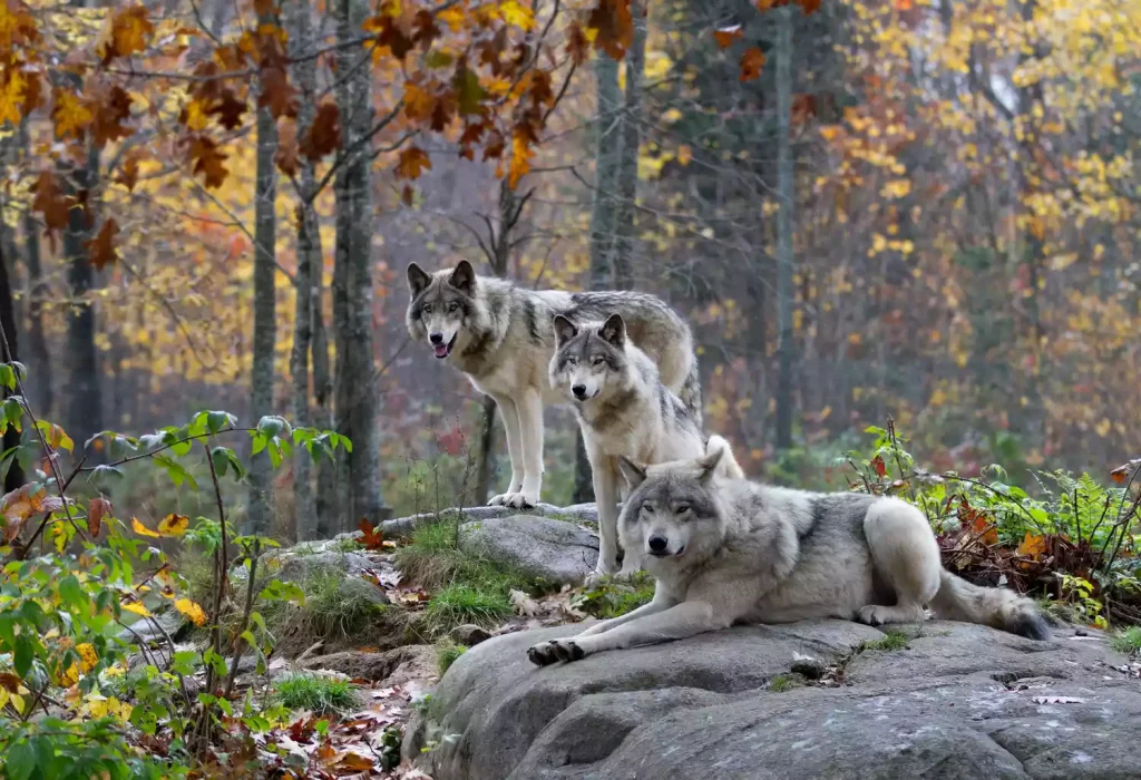 Волки в пейзаже фото