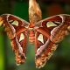 20 Видов мотыльков, которые красивее бабочек