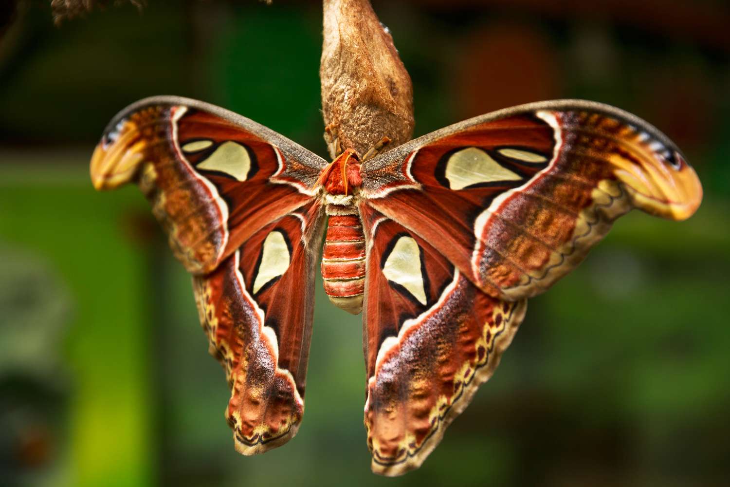 Павлиноглазка атлас с поразительными оранжево-белыми крыльями